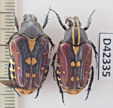 D42335. Insects, Cetoniidae sp. Vietnam Central. Nice!!!!!