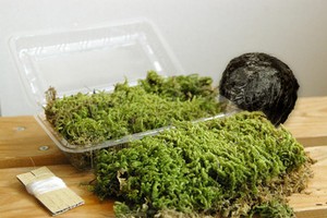 Natural-Moss-Ball-Kokedama-Making-Kit-Made-in-japan