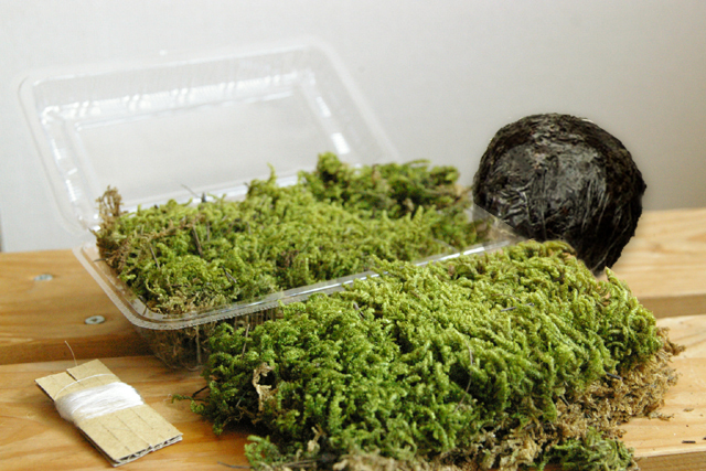 Kit de fabricación de bola de musgo natural Kokedama hecho en Japón