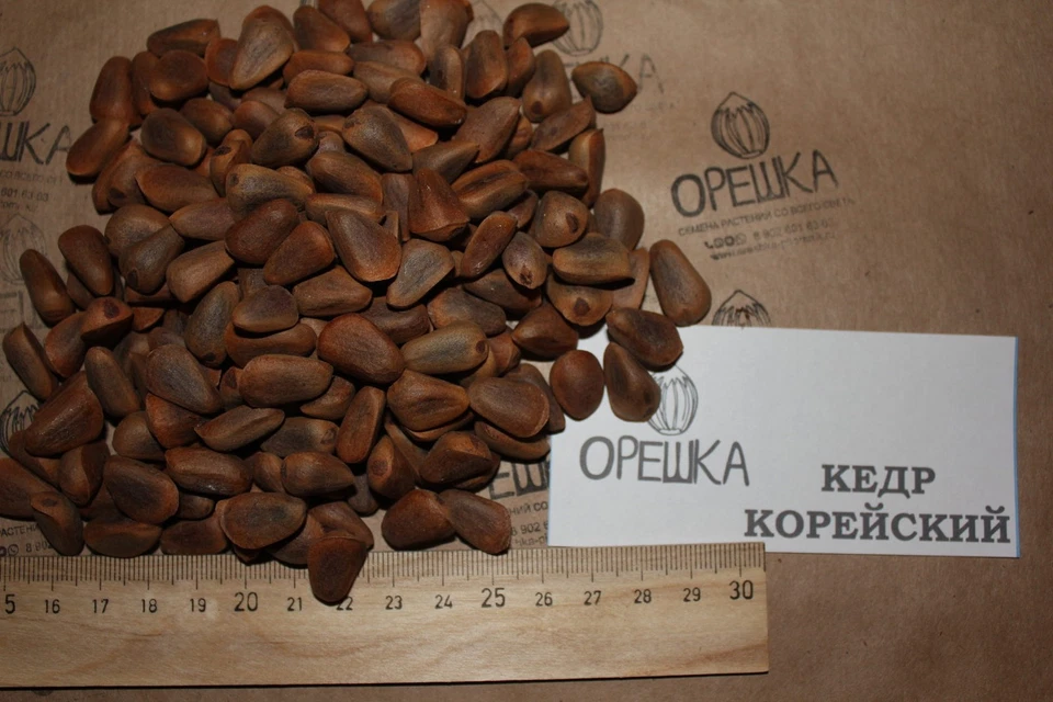 Samen Koreanische Zirbelkiefer – Pinus koraiensis - Bild 1 von 1