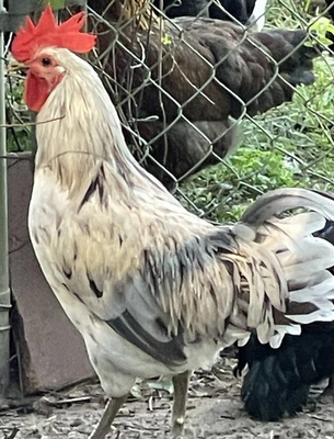 #ad #ad Silverudd Splash and Blue Roosters x Olive Easter Eggers 12 2 $35.00