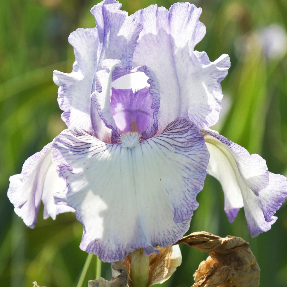 Easy to Grow Bearded Iris Earl of Essex Plant Bulbs, Flowers in Spring and Fall - Image 3 of 3