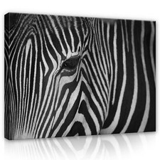 CANVAS Leinwand bilder XXL Zebra Bild Wandbild F18354