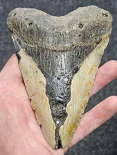 5 1/4 "  100% Authentic Fossil Megalodon Shark Tooth Teeth **FREE $20 STAND! **