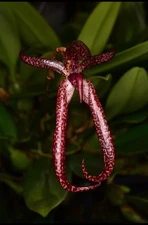 Orchid Hybrid Bulbophyllum Meen Garuda