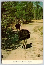 Postcard Ostrich Ostriches at Kings Dominion Richmond Virginia Struthio camelus