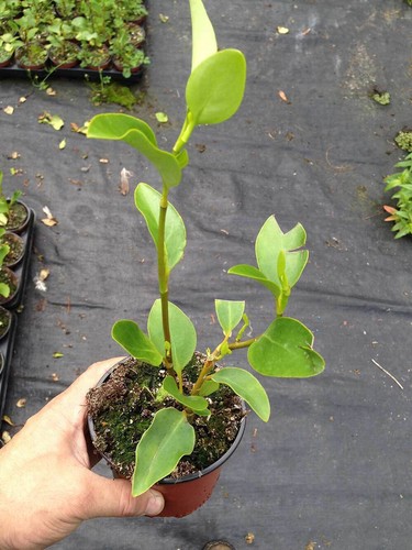 50 Griselinia Hedging Plants - New Zealand Laurel - apx 20-30cm Tall in Pots - Picture 9 of 10