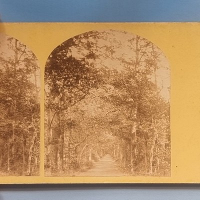 Stereoview Card 3D Real Photo C1870 Oxford Magdalen College Addisons Walk