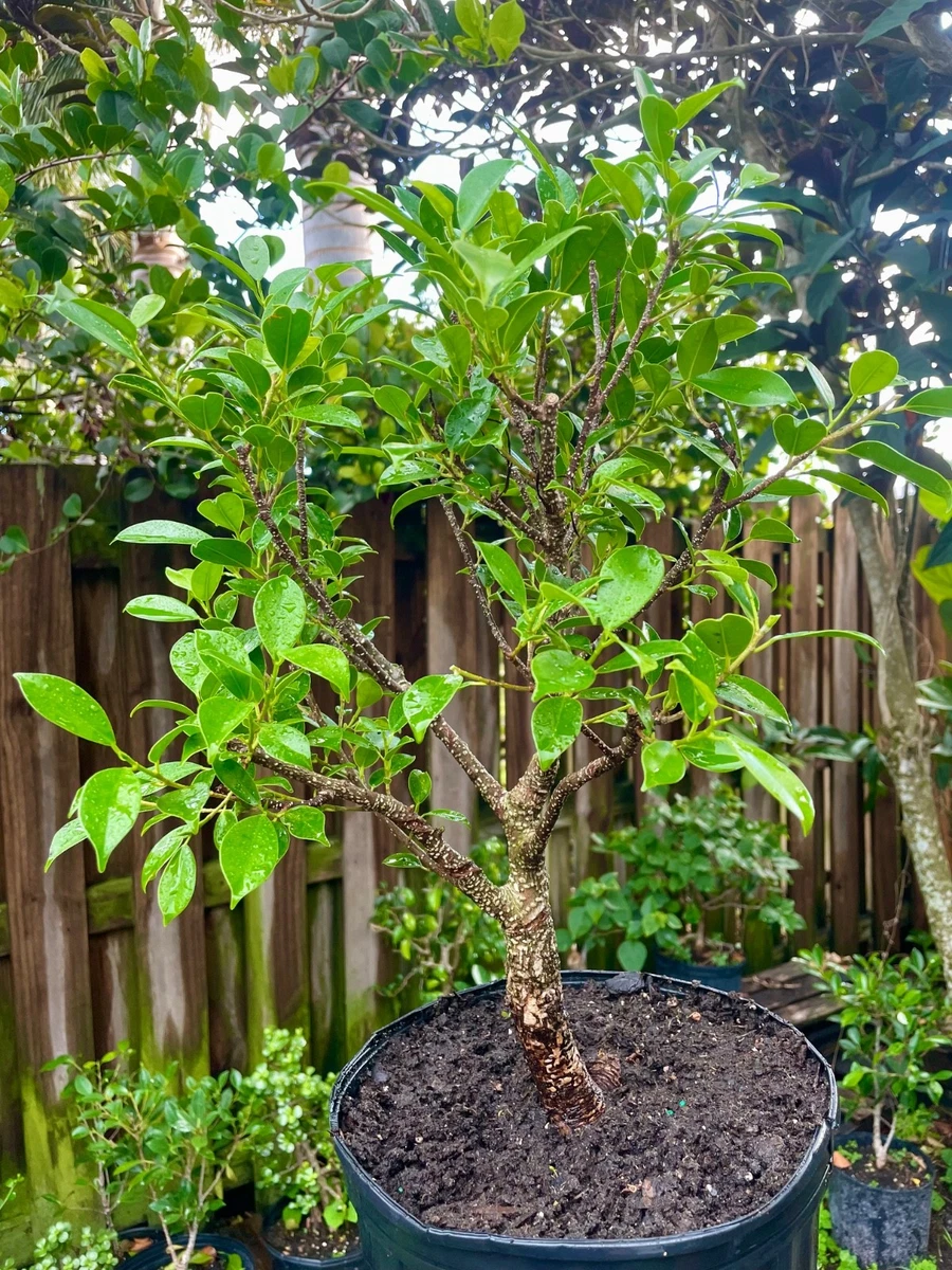 Ficus Bonsais for sale - eBay