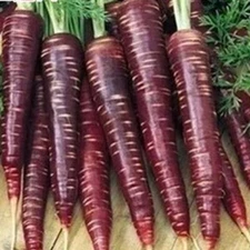 350 COSMIC PURPLE CARROT SEEDS FRESH FRESH HARVEST FOR GARDENS COLORFUL TASTY!