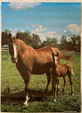 Colt 1976 Poster Horse Pro Arts Medina Ohio