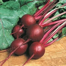 200+ RUBY QUEEN BEET SEEDS   FRESH HARVEST FOR GARDENS