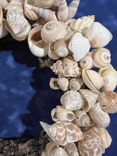 Handmade Seashell & Vine Wreath Indoor Outdoor Natural Coastal Decor - Picture 2 of 9