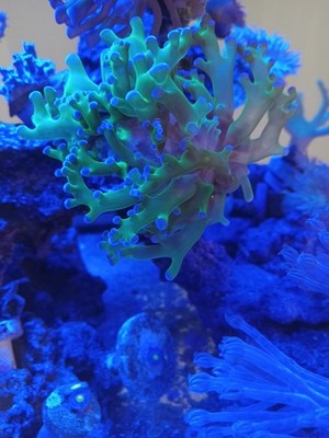 live coral frag green with purple tips frogspawn
