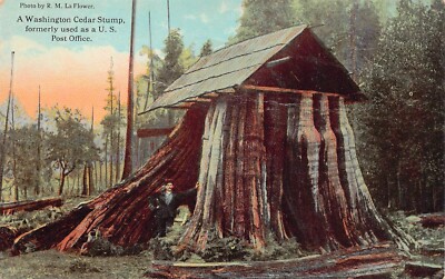 Elwha WA Washington Defunct Post Office Cedar Tree Logging Town Vtg Postcard B23