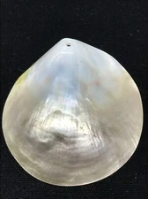 Vintage  Polished Shell                 ready to use in multiple applications