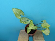 Syngonium Arrowhead Houeplant   15cm  in Pot Plant Easy Care