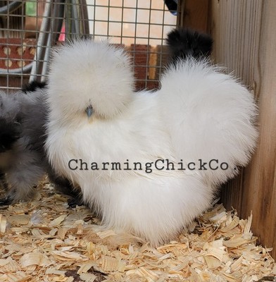 12 Bearded Silkie Hatching Eggs