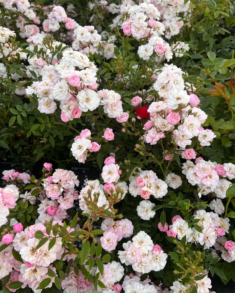 Double light rose deals