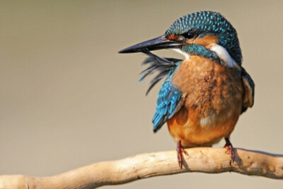 Wandbild: Eisvogel (Alcedo atthis) sitzt auf einem Stock mit einer Feder [...]
