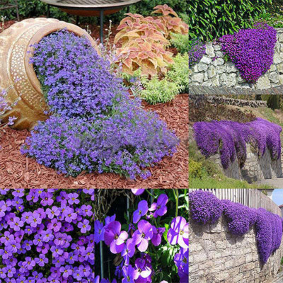 250X Cascade Purple Aubrieta Flower Seeds Perennial Ground Cover Romantic Garden