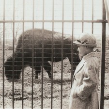 Sad Girl Viewing Encaged American Bison Vintage Photo Child Buffalo Ranch Farm 