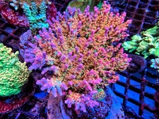 Frag of Vivids Confetti Acropora Multicolor Rainbow Live Coral LPS SPS Frag HG
