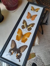 Taxidermy vintage framed set framed butterflies so pretty used