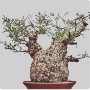 Operculicarya Pachypus In 3 Inch Pot Operculicarya Pachypus Type Shrubs Cactus And Operculicarya Pachypus In 3 Inch Pot Operculicarya Pachypus Type Shrubs Cactus And