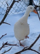 6 Bruteier weiße Zwerglaufenten Laufenten
