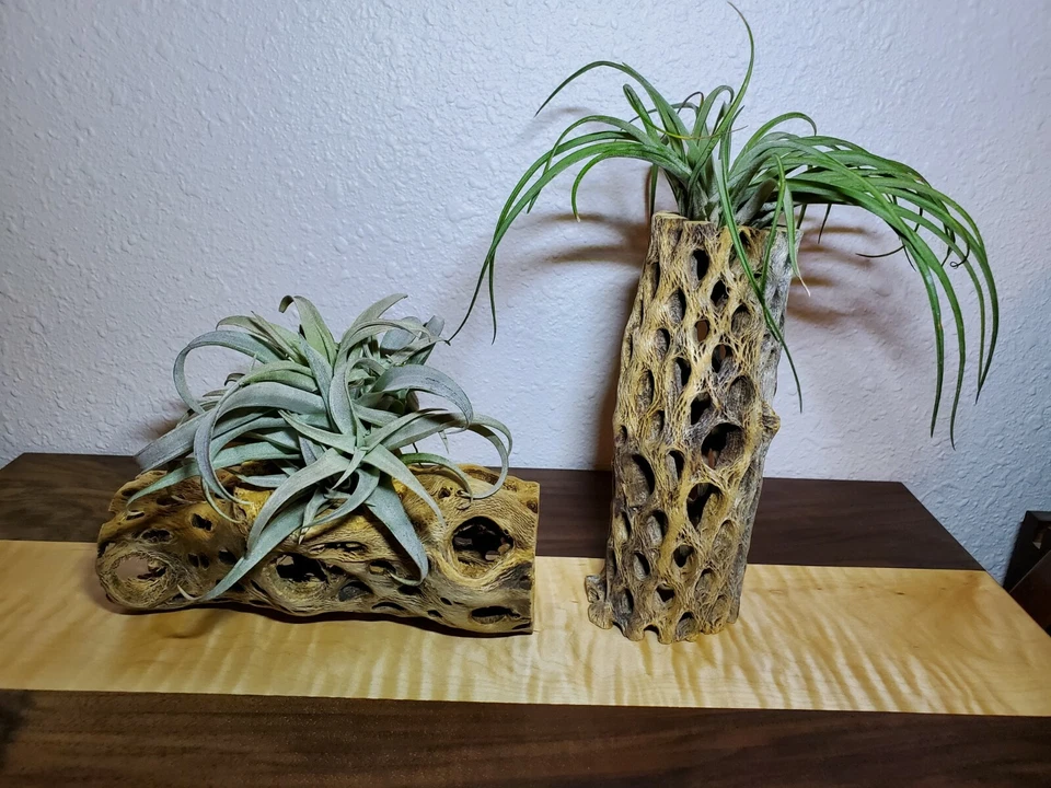 2 pcs of 6" inch TEDDY BEAR CHOLLA Wood Cactus | Aquarium, Terrarium Cave Tunnel - Image 3 of 4