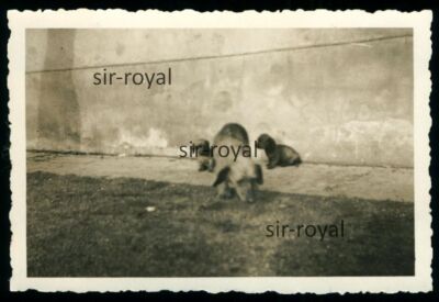 Dachshund Mother with Puppy - 1930s - Teckel Dachshund Dog - Photo 9x6cm