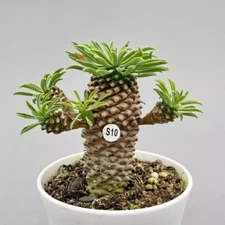 Height 3-12CM Succulent Cactus Plant Euphorbia Bupleurifolia Cactaceae Beautiful