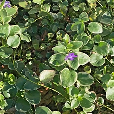 8 Variegated Vinca Lavender Periwinkle  Flower Groundcover Starter Vines Rooted