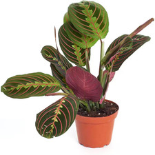Maranta Red Prayer Plant, Hanging Live Indoor Plant, Easy Care