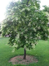 Sourwood  Tree (Oxydendron Arboreum) | Bare-root