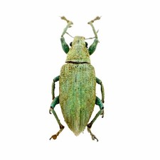 Gold-dust Weevil Beetle (Hypomeces squamosus) Insect Specimen Taxidermy Bug
