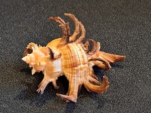 Staghorn Murex Shell (Chicoreus cornucervi )  from Australia