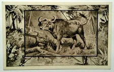 1909 Lithograph African Buffalo Divided Back Postcard by M.J. Mintz