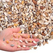 AGNURCADE About 1000pcs Small Natural Sea Shells 1-2cm, Mixed Tiny Spiral Con...