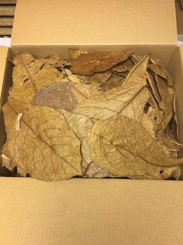 300 grammi FOGLIE MANDORLO INDIANO ca.20-25 cm - Catappa Leaves - Promozioni