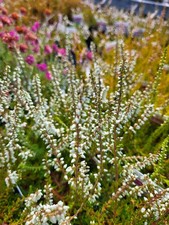 12 Heather Plant Collection Mixed Winter Summer Autumn Spring Flowering