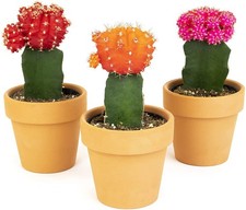 Grafted Cactus Succulent 3Pk In 3 Terracotta Pots Live Succulents