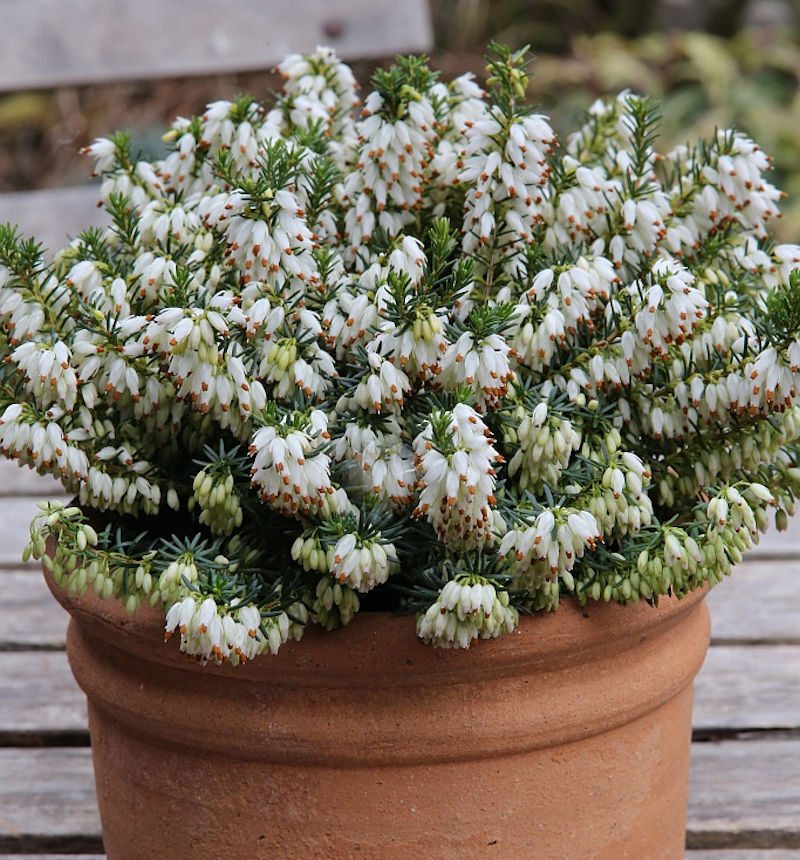 3 Winterheide Erica Carnea Isabell - Immergrün Mit Weißen Blüten