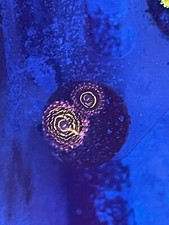Stratosphere Zoa Zoanthid - Live Coral Frag WYSIWYG