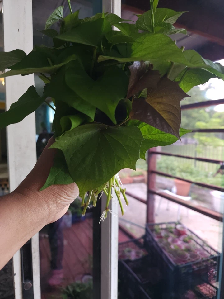 10 Okinawa Purple Sweet Potato Slips -Cuttings - Khoai Lang Tím- Have Roots - Image 3 of 4