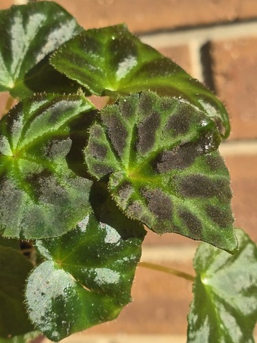 Begonia luzhaiensis rare terrarium, greenhouse plant Multi Planted