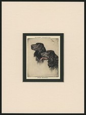 FIELD SPANIEL VINTAGE 1930'S COLLECTABLE DOG ART CARD READY MOUNTED GREAT GIFT 