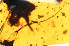 Rara cola de lagarto grande, inclusión fósil en ámbar birmano