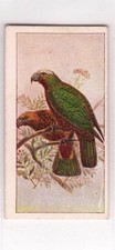 Wills (NZ) New Zealand Birds 1925 #29 Kaka